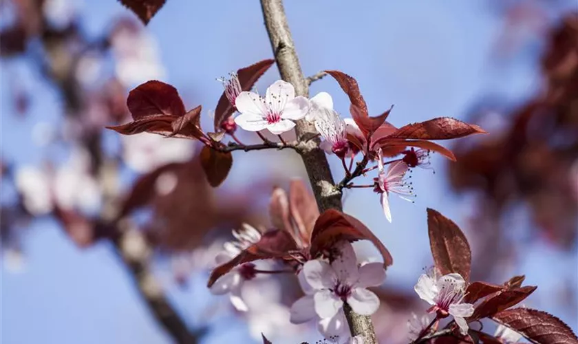 Prunus cerasifera 'Nigra', Spalier