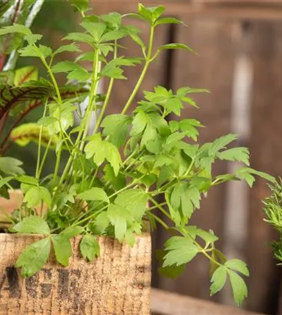 Mit Urban Gardening vom Balkon zur Kräuter-Oase