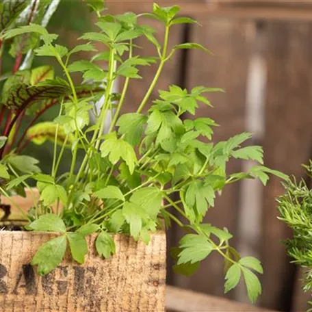 Mit Urban Gardening vom Balkon zur Kräuter-Oase