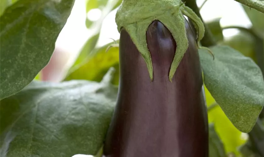 Solanum melongena 'Elisa'