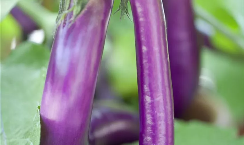 Solanum melongena 'Ping Tung'