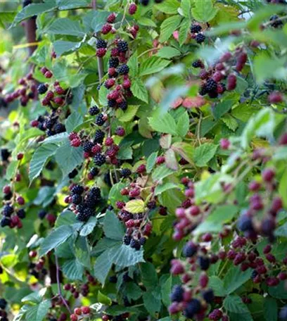 Naschen ohne Ende – Rückschnitt für Beerensträucher