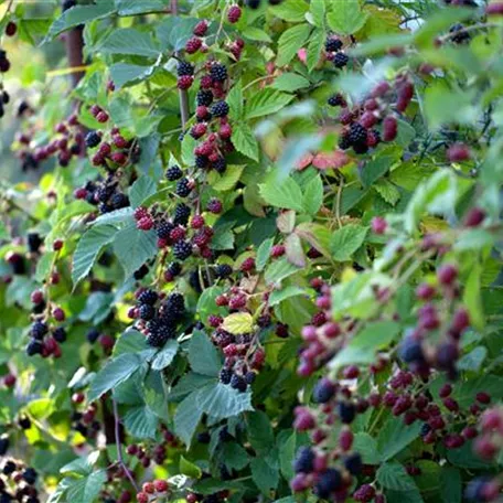 Brombeere 'Thornless Evergreen'