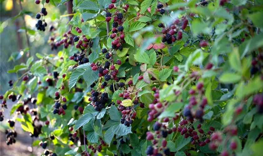 Rubus fruticosus 'Thornless Evergreen'