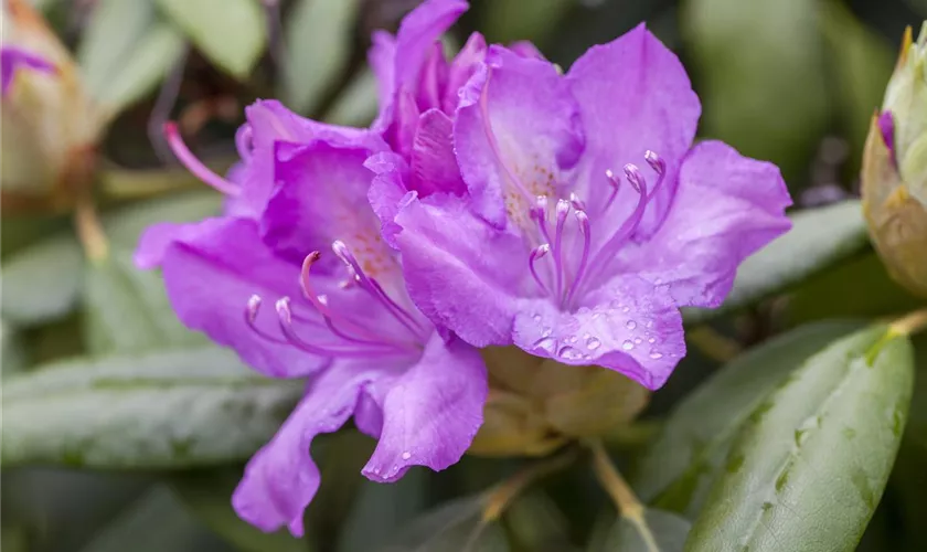 Rhododendron catawbiense