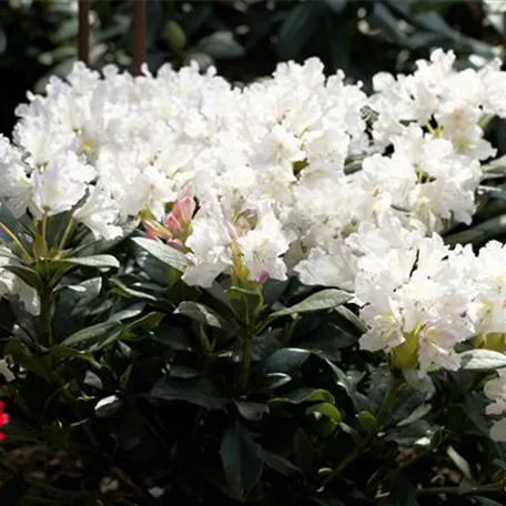 Rhododendron 'Cunningham´s White'