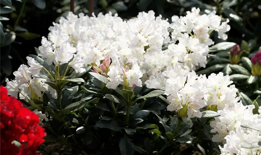 Rhododendron 'Cunningham's White'