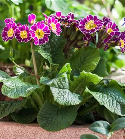 Tolle Frühblüher starten bunt ins Gartenjahr