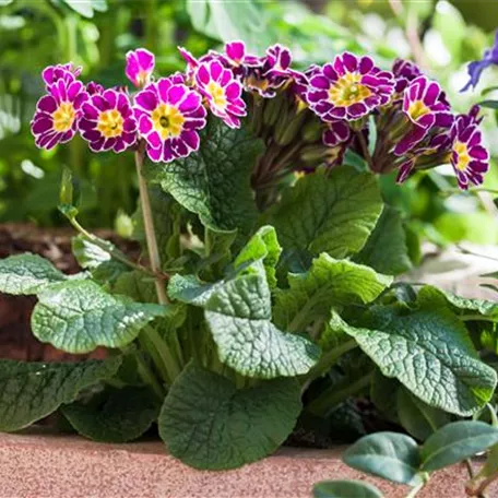 Tolle Frühblüher starten bunt ins Gartenjahr