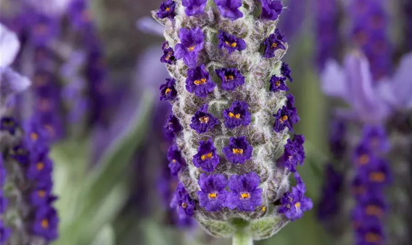 Lavandula stoechas 'Castilliano Violet'