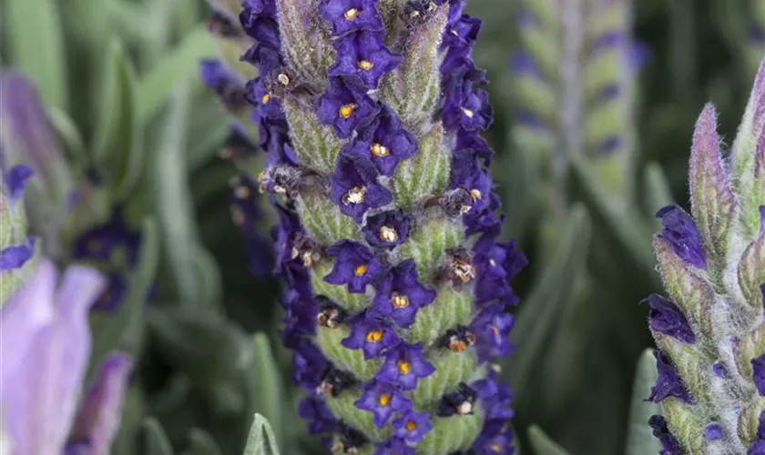 Schopf-Lavendel 'Bandera Purple'