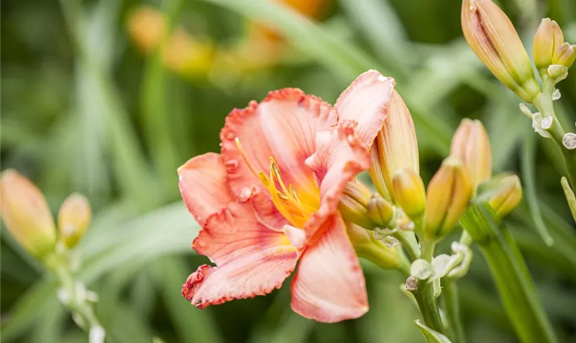 Hemerocallis 'Maikönigin'