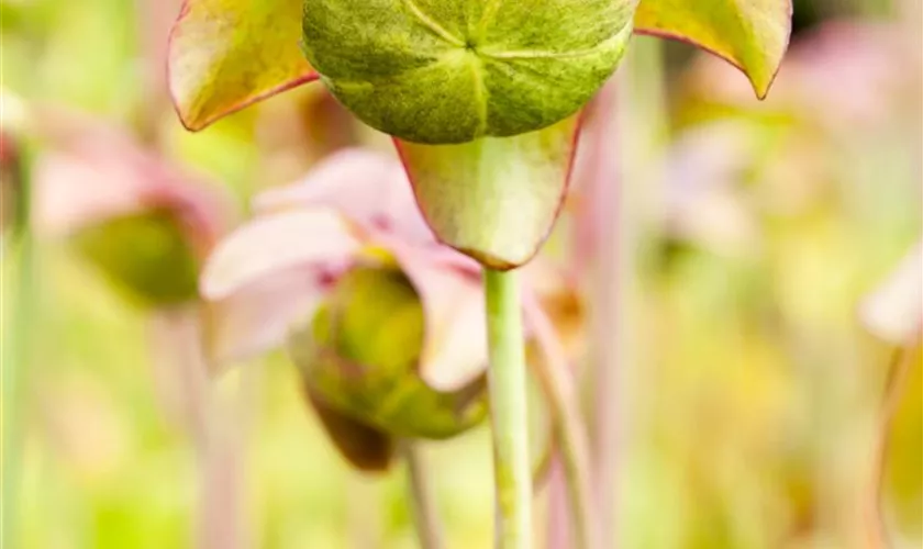 Sarracenia purpurea