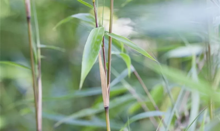 Gartenbambus 'Eike'