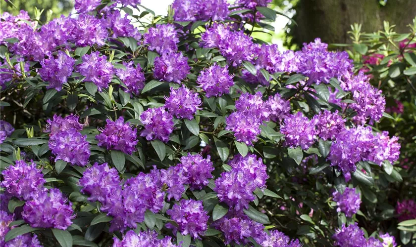 Rhododendron Hybride (großblumig)