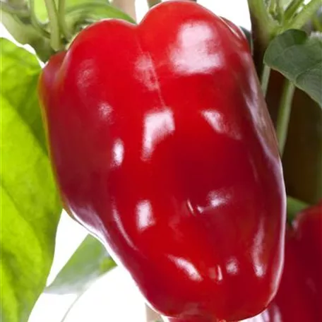 Capsicum annuum