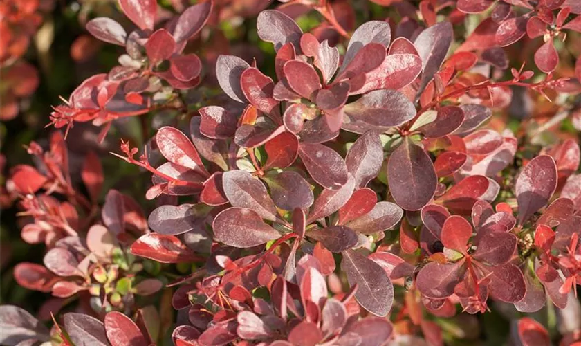 Kleine Blutberberitze 'Atropurpurea Nana'