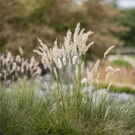 Festuca gigantea