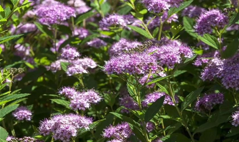 Spiraea japonica