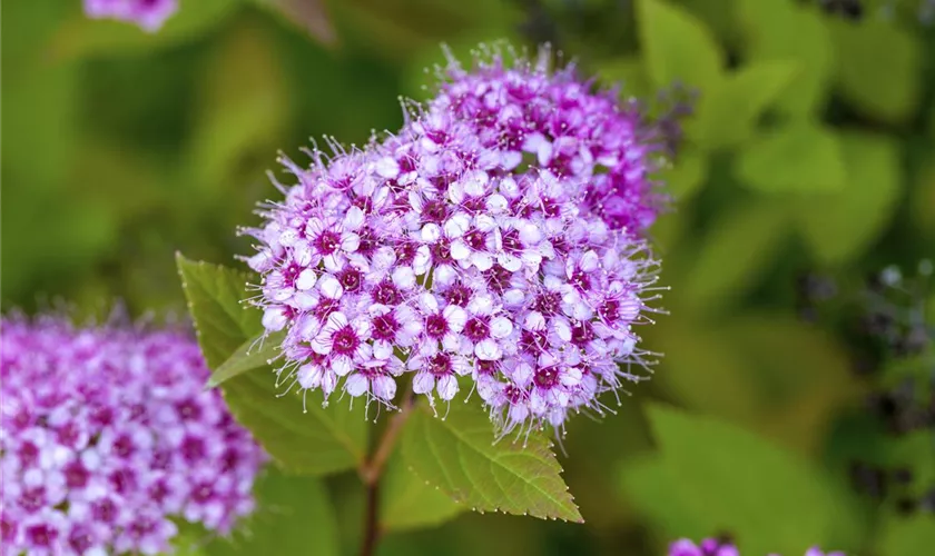 Spiraea japonica 'Froebelii'