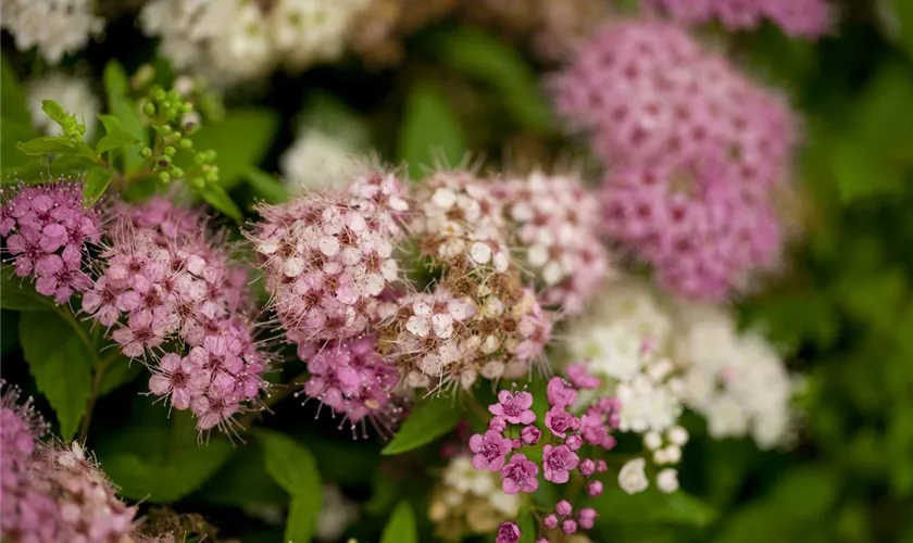 Spiraea japonica 'Shirobana'