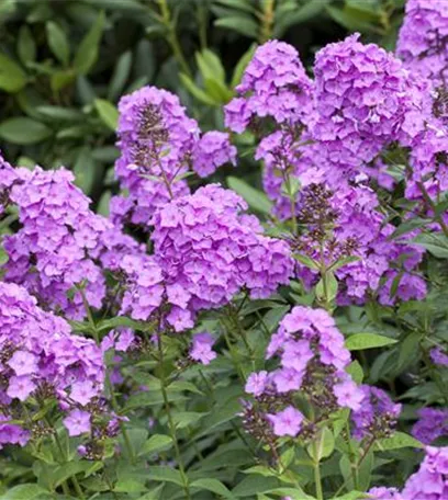 Flammenblumen lassen Ihren Garten in Farben baden