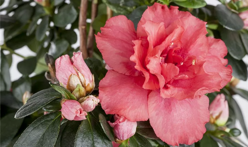 Rhododendron simsii