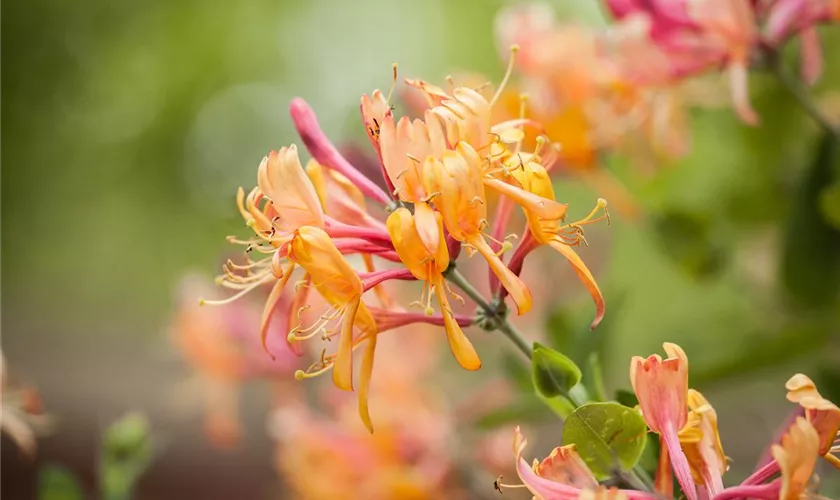 Lonicera heckrottii 'American Beauty'