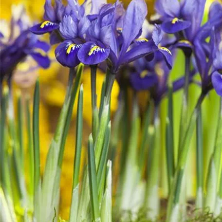 Iris reticulata