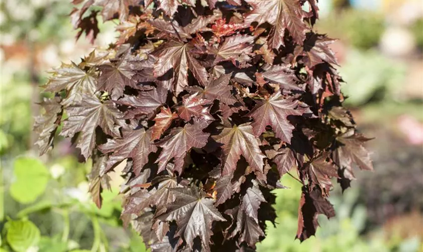 Acer platanoides 'Royal Red', Stamm