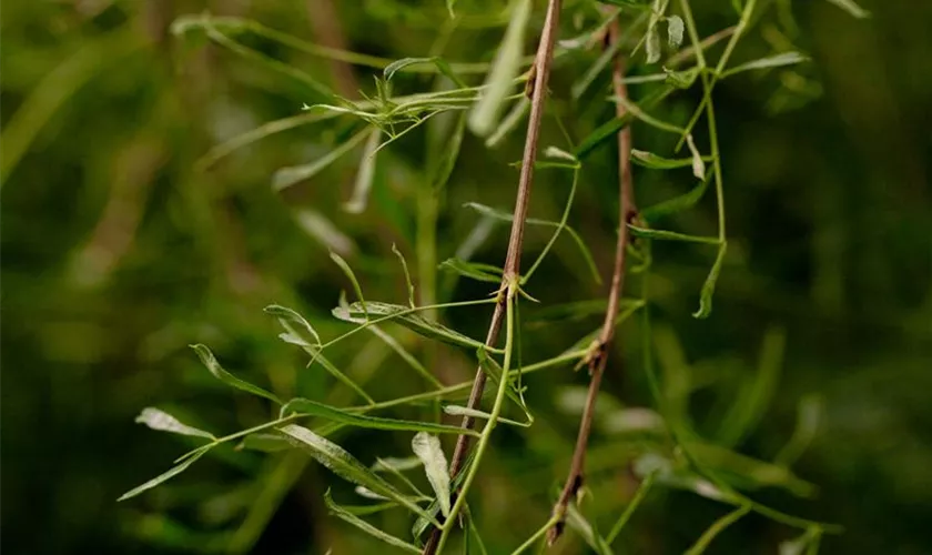 Erbsenstrauch 'Walker'