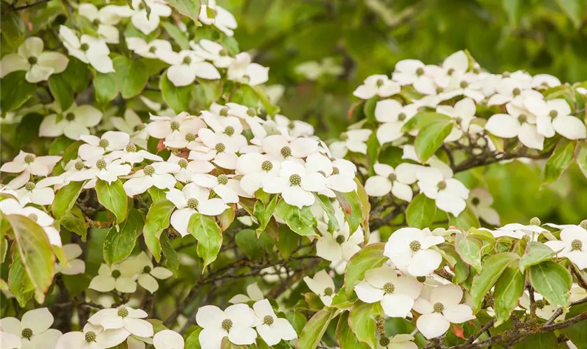 Cornus kousa