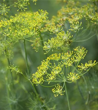 Kräuter im Garten