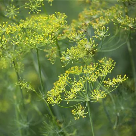 Kräuter im Garten