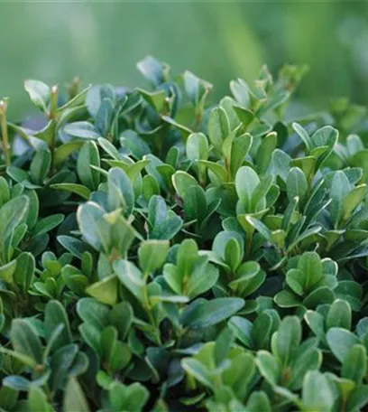 Die Blumentreppe – Blüten wollen hoch hinaus