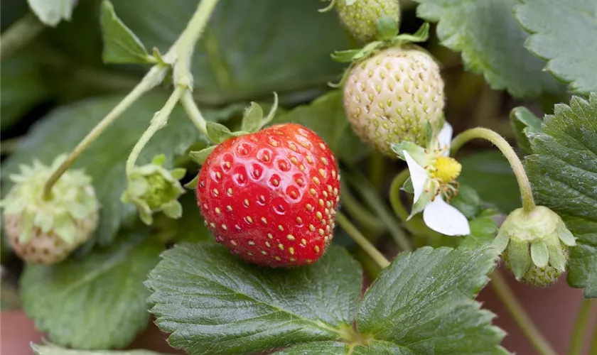 Fragaria x ananassa 'Petrino'