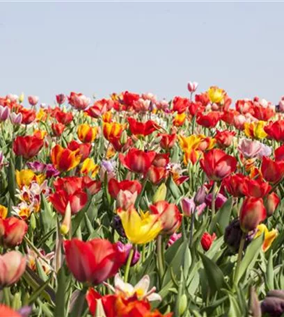 Tulpenzwiebeln einpflanzen – Beetgestaltung mit Tulpen