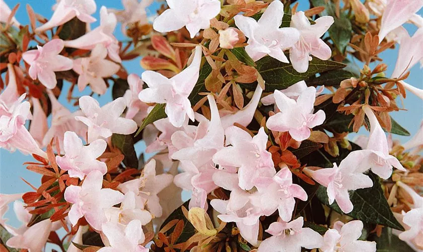 Abelia grandiflora 'Magic Daydream'