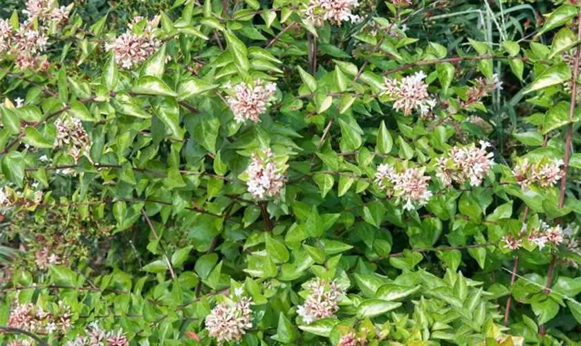 Abelia grandiflora 'Compacta'