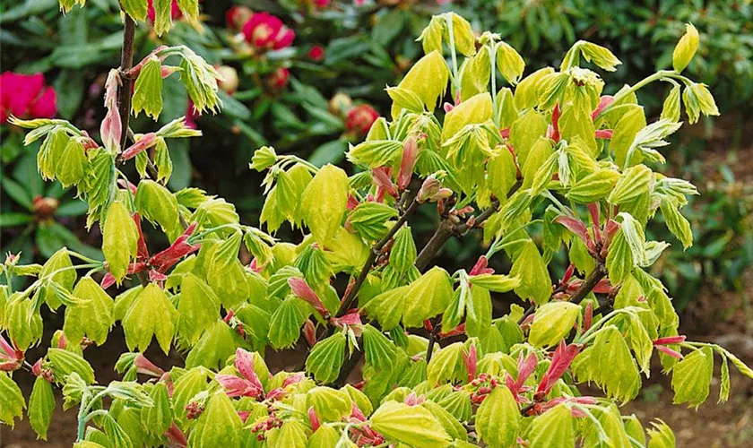 Acer palmatum 'Omato'