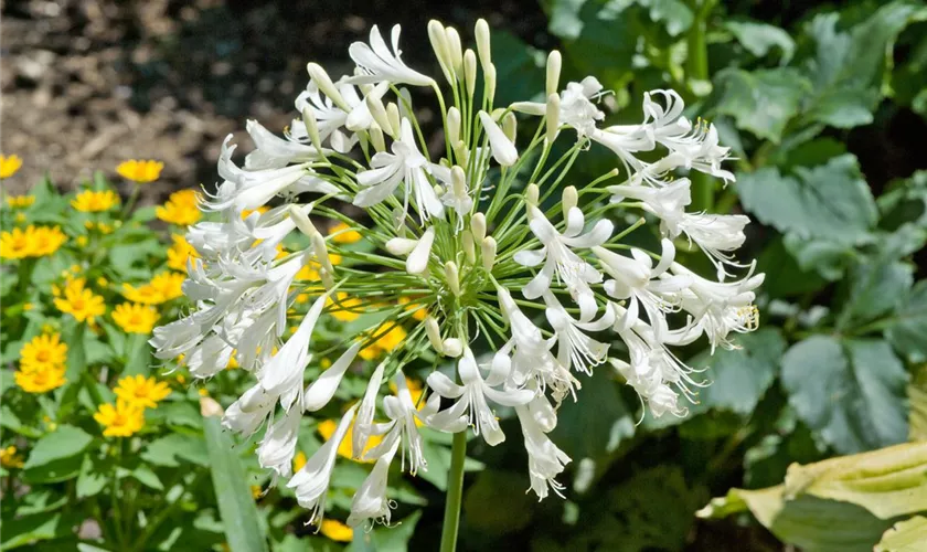 Agapanthus africanus 'Polar Ice'