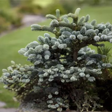 Blaue Spanische Tanne 'Glauca Compacta'