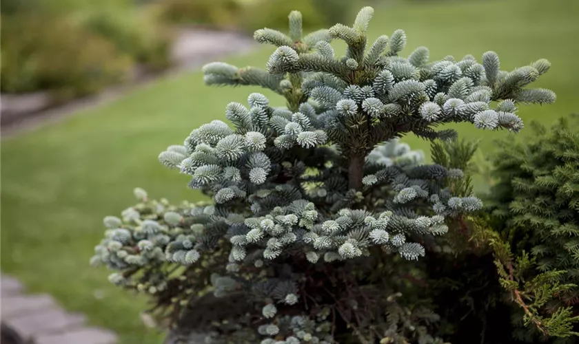 Abies pinsapo 'Glauca Compacta'