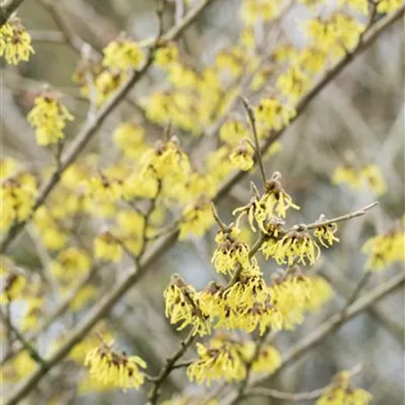 Hamamelis x intermedia 'Arnold Promise'