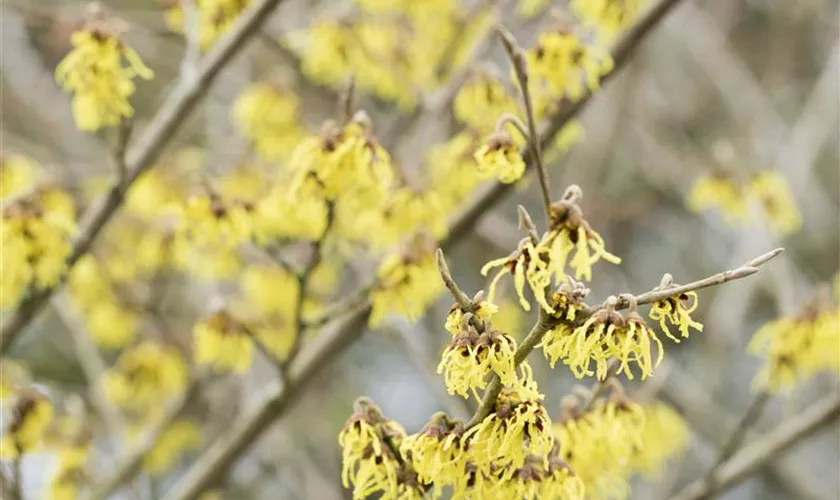 Schwefelgelbe Zaubernuss 'Arnold Promise'