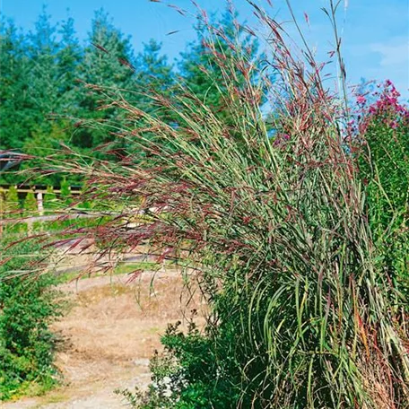 Andropogon gerardii 'Red October'