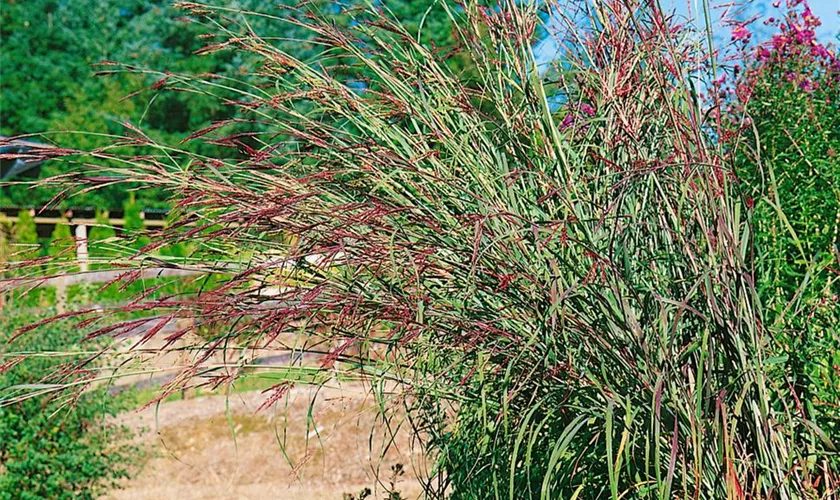 Garten-Blauhalm 'Red October'