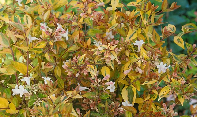 Abelia grandiflora 'Happy Daydream'