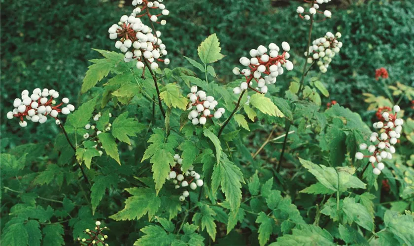 Actaea pachypoda 'Misty Blue'