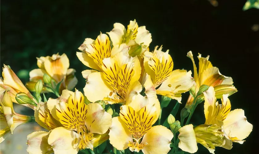 Alstroemeria 'Daniela'